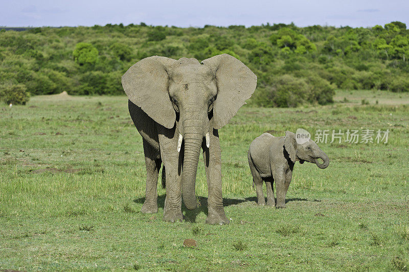 非洲丛林象(Loxodonta africana)，也被称为非洲草原象。母鲸和幼鲸。肯尼亚马赛马拉国家保护区。